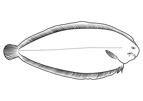 Megrim (Lepidorhombus Whiffiagonis) Coloring Page